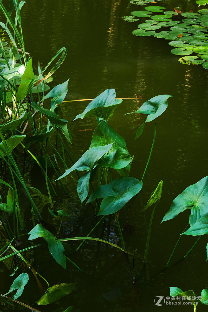 大晴天室外试机——松下GX85