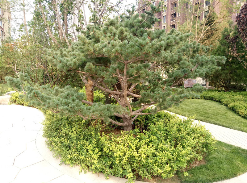 ＃想想还是小的好＃魅蓝3S拍照样张欣赏