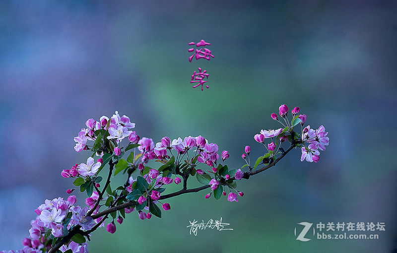 海棠花溪印象