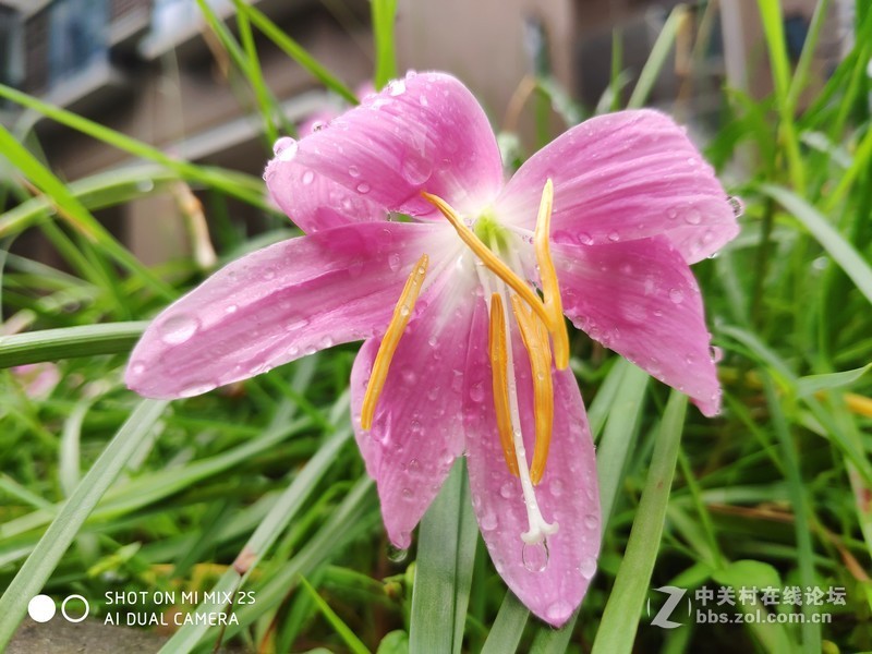 MIX2S近段时间随手拍