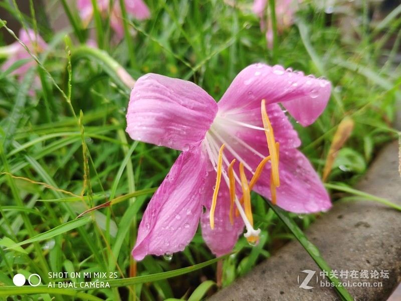 MIX2S近段时间随手拍