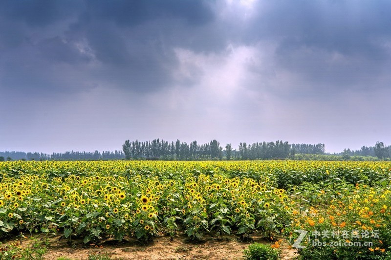 北京顺义－－百亩油葵花记