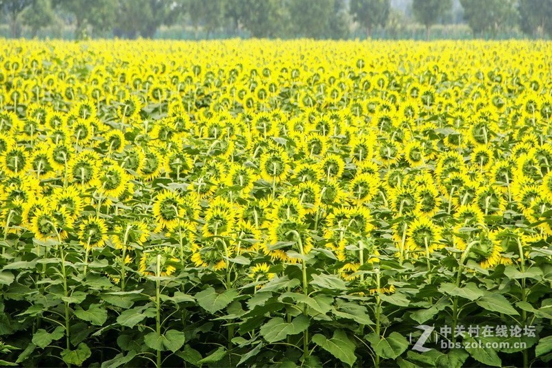 北京顺义－－百亩油葵花记