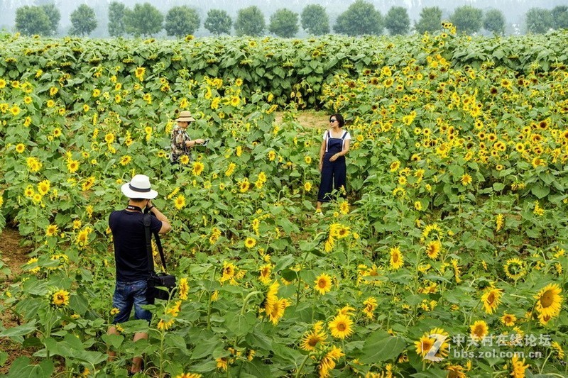 北京顺义－－百亩油葵花记