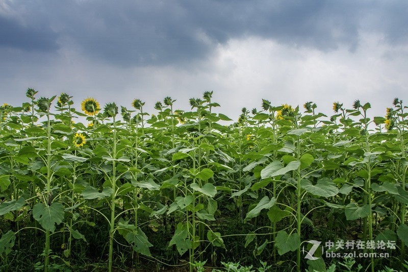 北京顺义－－百亩油葵花记