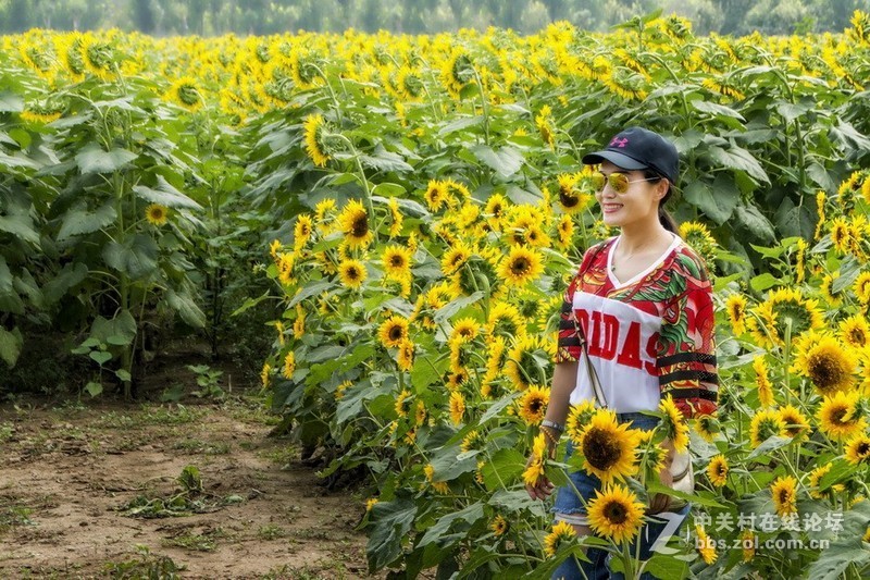 北京顺义－－百亩油葵花记