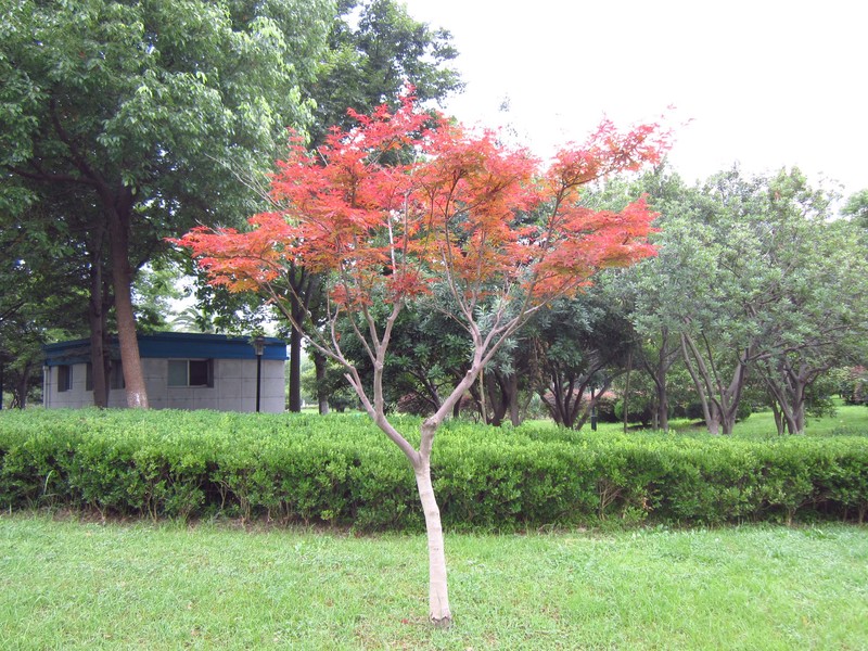 浙江人民公园夏日入伏风情照