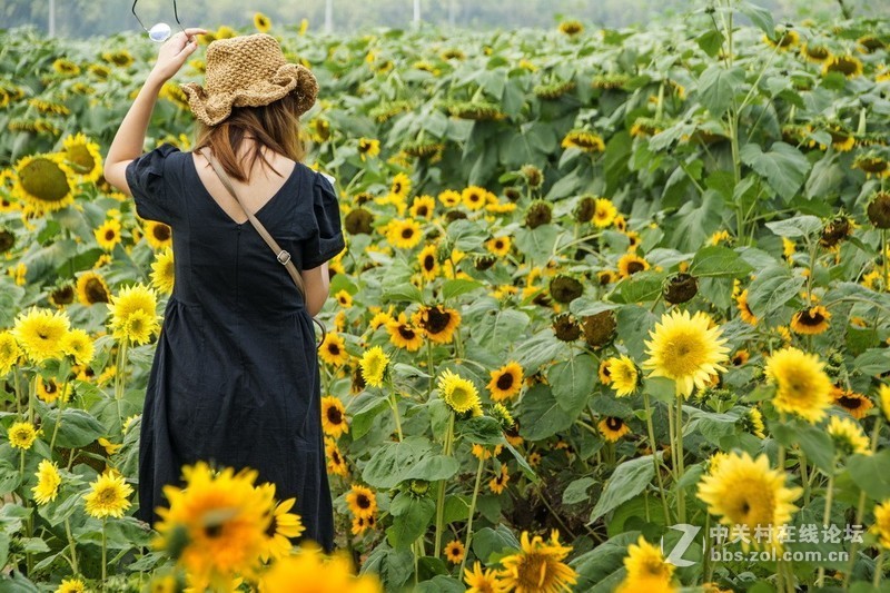 北京顺义－－百亩油葵花记