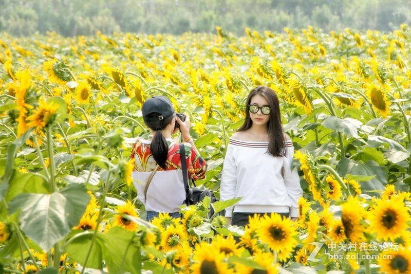 北京顺义－－百亩油葵花记