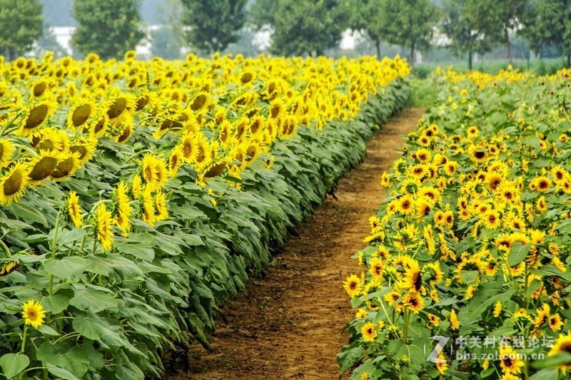 北京顺义－－百亩油葵花记