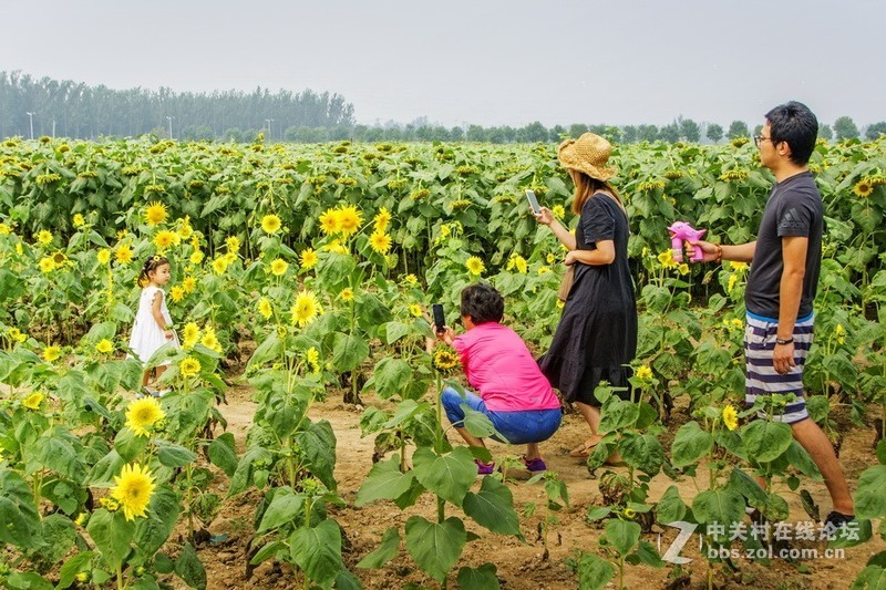 北京顺义－－百亩油葵花记