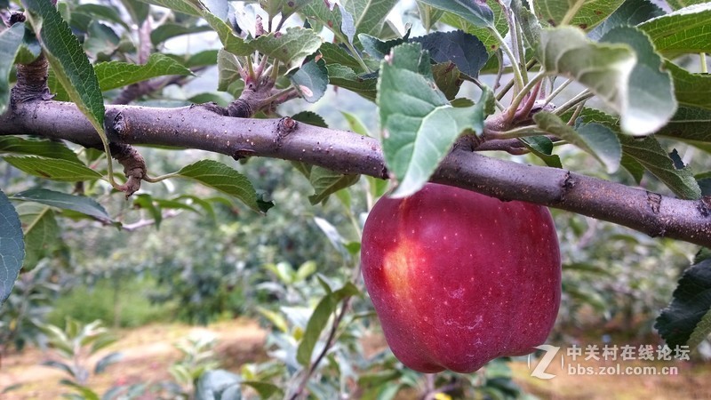 诺基亚来了，切磋相机！