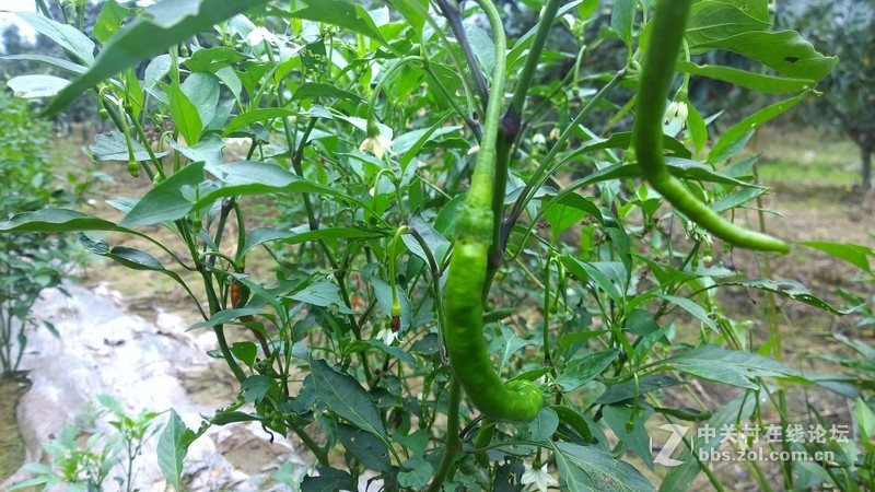 诺基亚来了，切磋相机！