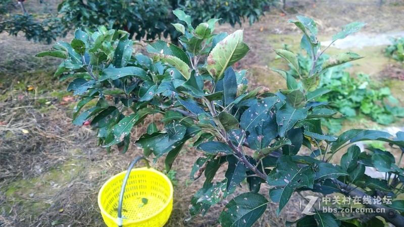 诺基亚来了，切磋相机！