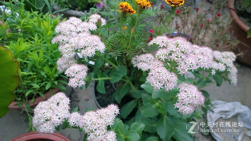 诺基亚来了，切磋相机！