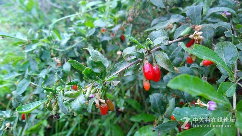 诺基亚来了，切磋相机！