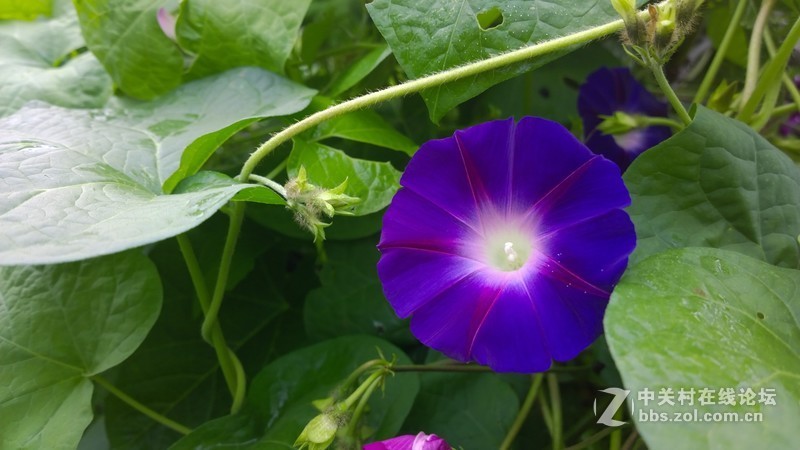 诺基亚来了，切磋相机！