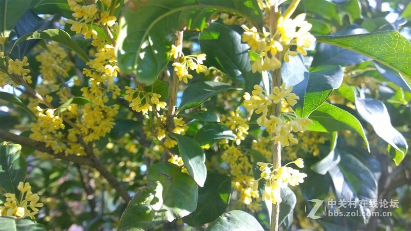 诺基亚来了，切磋相机！