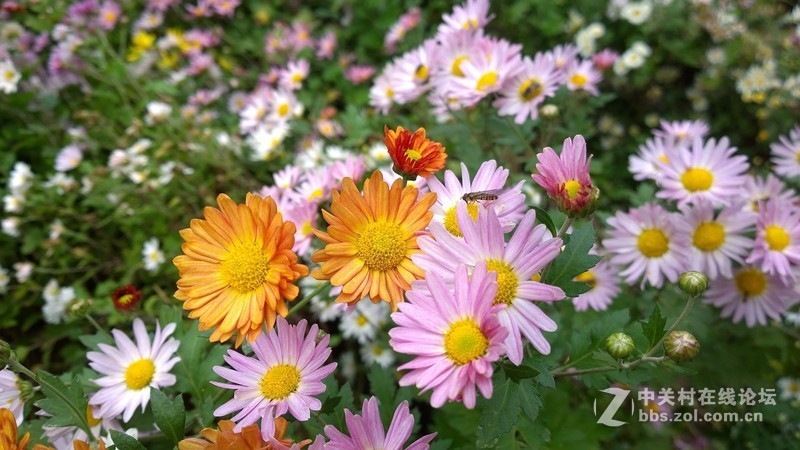 诺基亚来了，切磋相机！