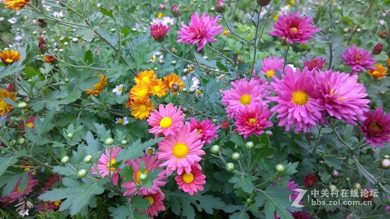 诺基亚来了，切磋相机！