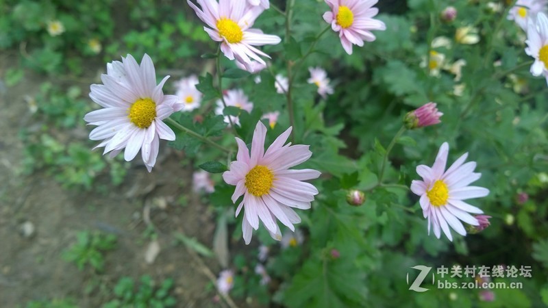 诺基亚来了，切磋相机！