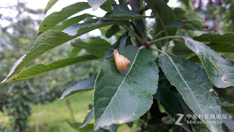 诺基亚来了，切磋相机！