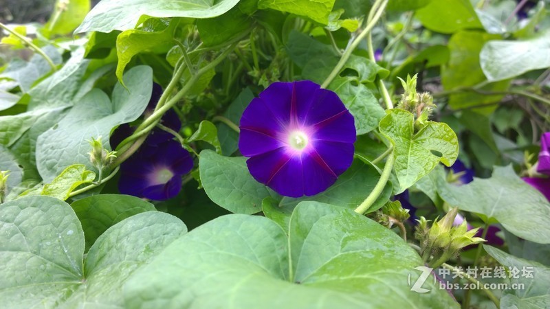 诺基亚来了，切磋相机！