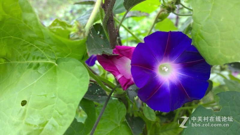 诺基亚来了，切磋相机！