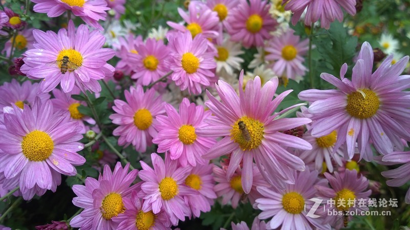 诺基亚来了，切磋相机！