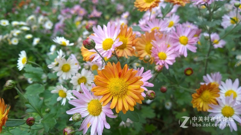 诺基亚来了，切磋相机！