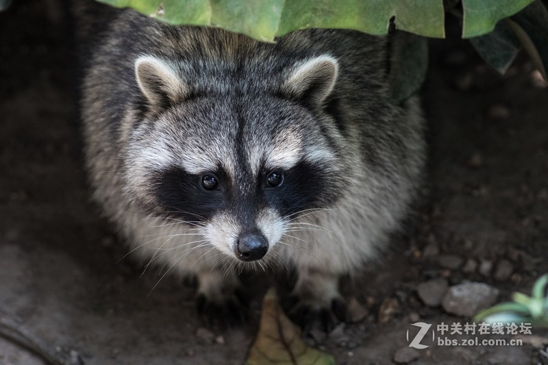 来一波5D4的RAW照片导入技巧