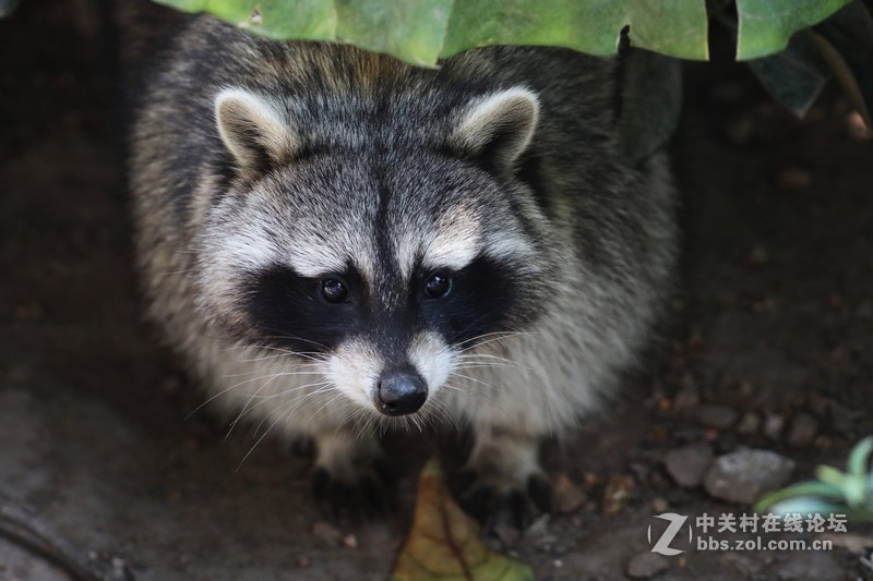 来一波5D4的RAW照片导入技巧