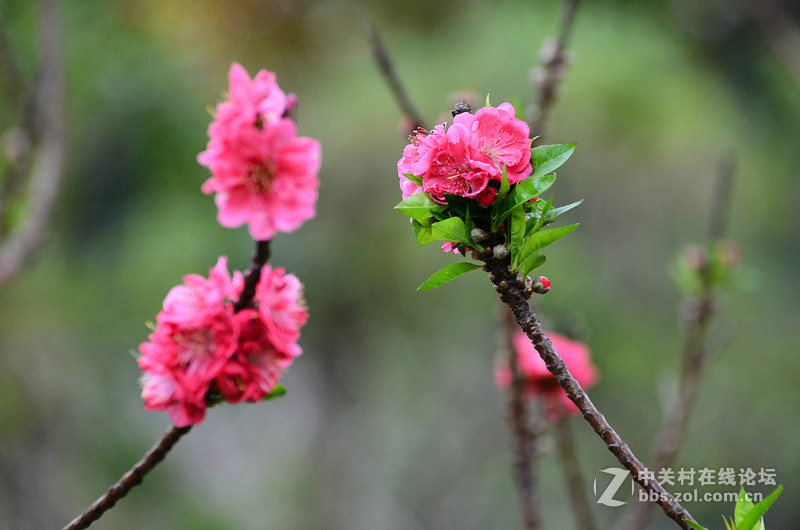 白雲山一组花草拍摄-