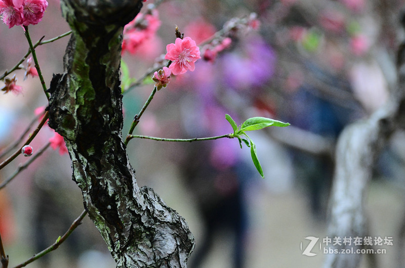 白雲山一组花草拍摄-
