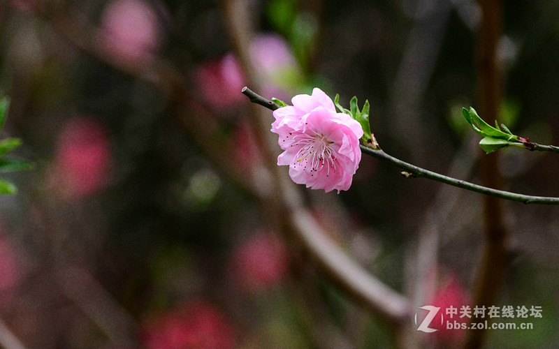 白雲山一组花草拍摄-