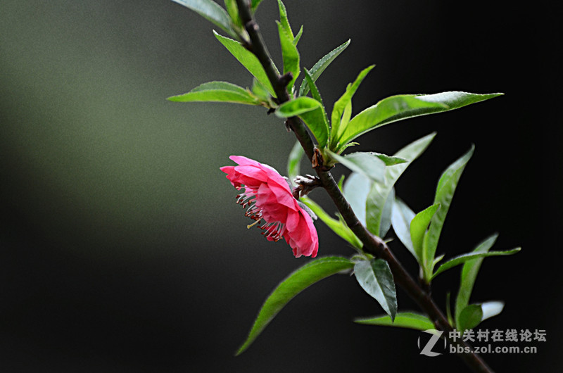白雲山一组花草拍摄-