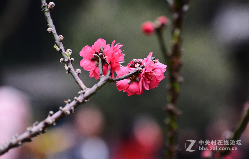 白雲山一组花草拍摄-