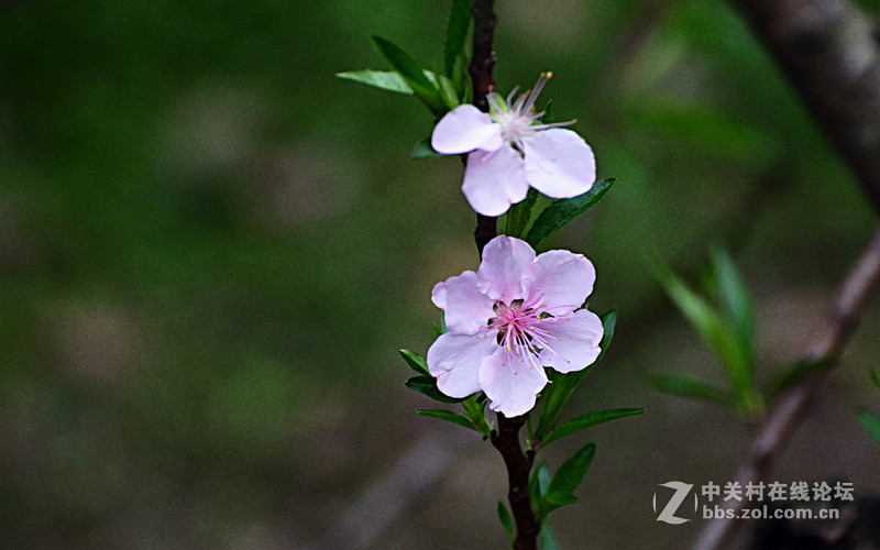 白雲山一组花草拍摄-