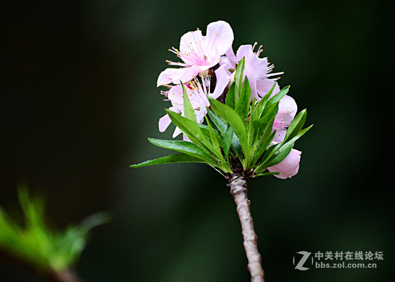 白雲山一组花草拍摄-