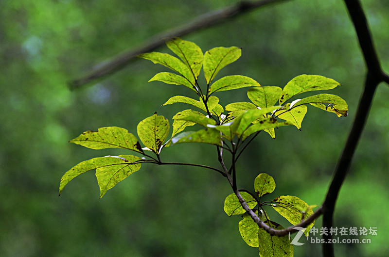 白雲山一组花草拍摄-