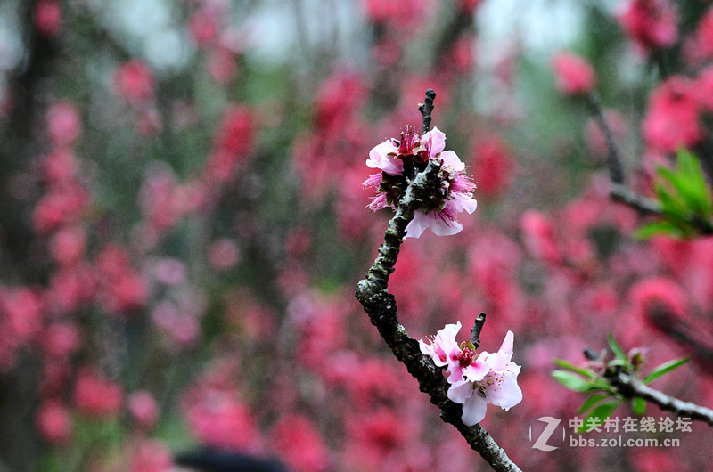 白雲山一组花草拍摄-