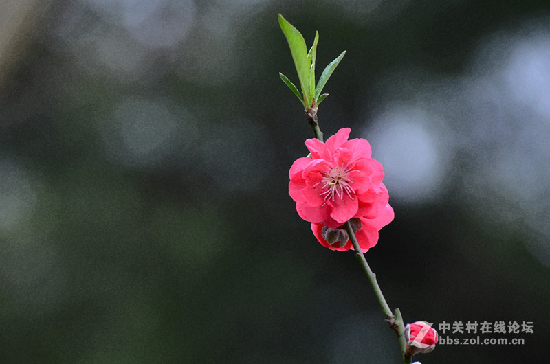 白雲山一组花草拍摄-