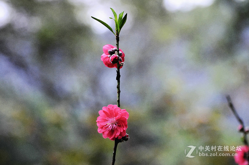 白雲山一组花草拍摄-