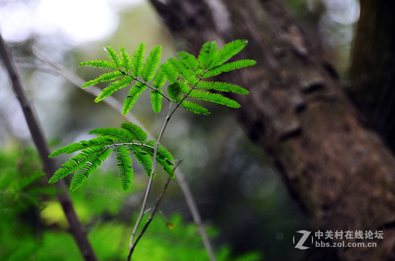 白雲山一组花草拍摄-