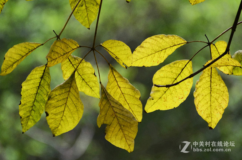 白雲山一组花草拍摄-