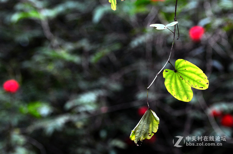白雲山一组花草拍摄-