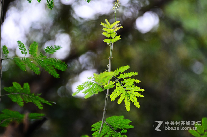白雲山一组花草拍摄-