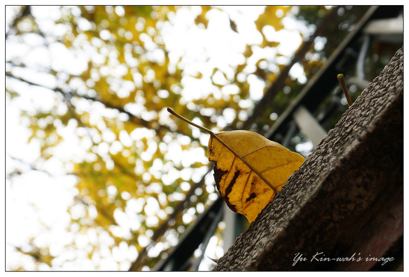 纷飞在春天里的黄叶——【Yu Kin-wah】-中关村在线摄影论坛