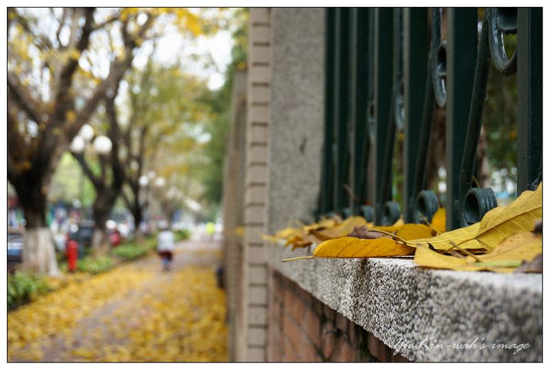 纷飞在春天里的黄叶——【Yu Kin-wah】-中关村在线摄影论坛