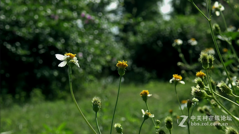 广州最近天气很好，拿着AX30去白云湖拍些风景